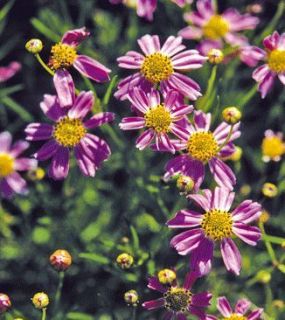 Mound Forming Coreopsis American Dream Perennial Seed