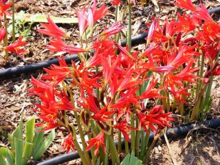  Oxblood Lily Heirloom Bulbs Red Flowers
