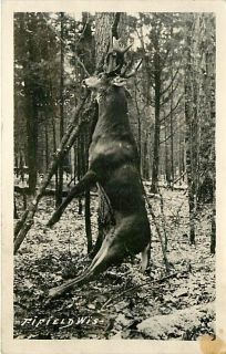 Wi Fifield Dead Deer Hunting Snow RPPC mailed 1941 K49227