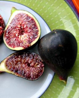 Fig Tree Galicia Negra Black Fig with Purple Pulp