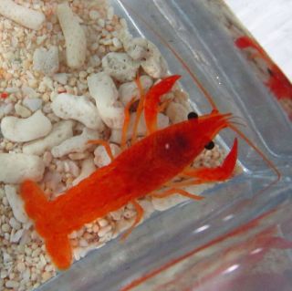  Live Bright Orange Red Lobster 2 for Freshwater Aquarium Fish
