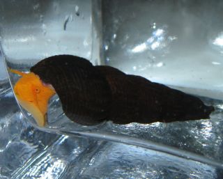 Live Orange Rabbit Snail Breeder Size for Freshwater Aquarium