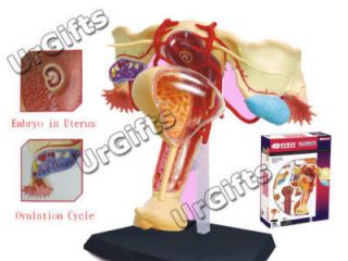 4D Puzzle Human Anatomy Model 1 1 Female Reproduction