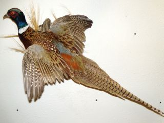Flushing Handsome Ringneck Pheasant Grouse Taxidermy Art