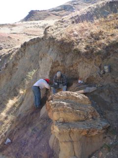 fossils are collected in the hell creek formation of montana