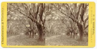 Stereoview by F A Nowell No 70 Avenue of Oaks Charleston South