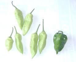RARE RARE White Ghost Pepper Seeds Bhut Jolokia Hot Hot