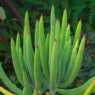 10 Cotyledon Orbiculata Var Flanaganii Succulent Seeds