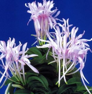  Find Japan Neofinetia Falcata Seikai Species Orchid 3 Plants