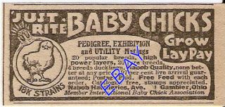 1923 Nabob Baby Chick Hatchery Ad Poultry Gambier Ohio