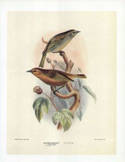 Frederick Frohawk Print Endemic Hawaiian Bird Olive Akepa