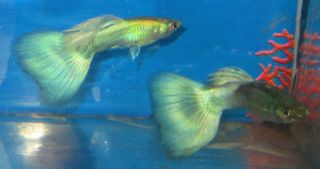 Live Fish Black Kuhli loach 3 for Freshwater Plant Aquarium