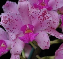 Fragrant Cattleya Amethystoglossa Orchid Species