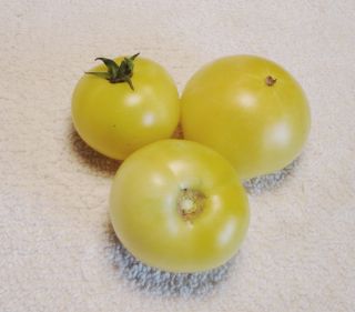 2013 Fresh ✽ 25 Heirloom Tomato Seeds ✽ White Bush ✽ Organic