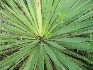 50 Yucca Constricta Seeds Drought Freeze Tolerant Tree Zeroscape