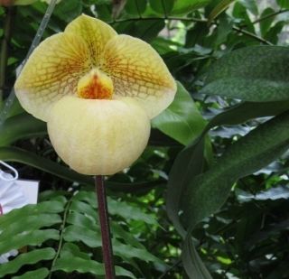 Bin Paph Fumis Delight Compact Impressive 1st Offering Blooming Size