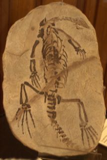 genus of diapsid reptile from the permian period of madagascar