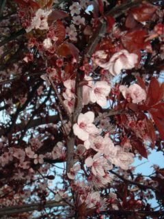Red Cherry Plum Tree Prunus Cerasifera Pissardii Nigra 10 Fresh Seeds