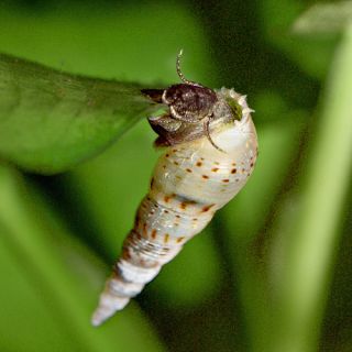  snails such as Yoyo loaches. Crayfish will also consume the snails