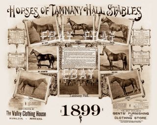 1899 Hamilton Montana Bitteroot MT Tammany Hall Race Horse Horses