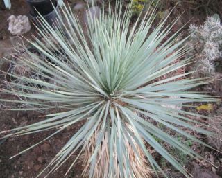 Yucca Thompsoniana 3 Foot Trunk Live Tree Cold Hardy