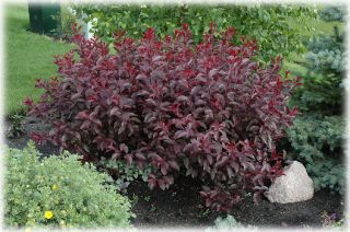  Sand Cherry Bush Tree Pink Flowers Garden Stand Out Zone 3 7