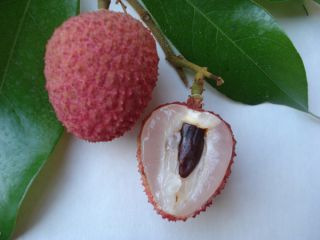 Frost Protection  Lychees need warmth and a frost free environment