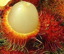  Oriental Fruits Rambutan Fresh Seed for you to grow your own fruit