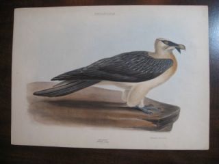 George Gray Litho Bearded Vulture Eagle Antique Print