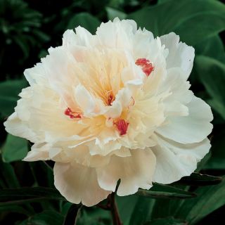 Peony Root Festiva Maxima Double ORDER NOW for FALL PLANTING