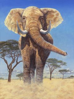   African Elephant Art Canvas Giclee Print by Gary Johnson s N