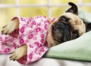 Pug Dog in Pajamas Get Well Soon Funny Card by Avanti Pugs and Kisses