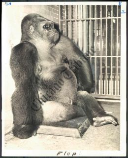 Ct Photo avl 816 Lincoln Park Zoo Bushman Gorilla 1946