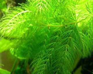 Hornwort Floating Green Live Aquarium or Pond Plant Great for Fry Baby