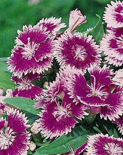 Dianthus Ideal Series Violet Picotee Seeds