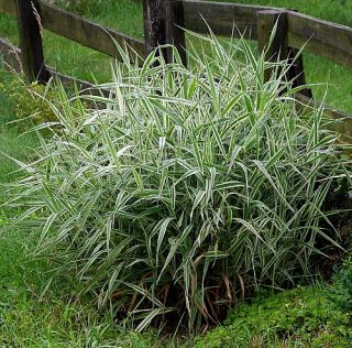 Variegated Ribbon Grass Phalaris Arundinacea Potted