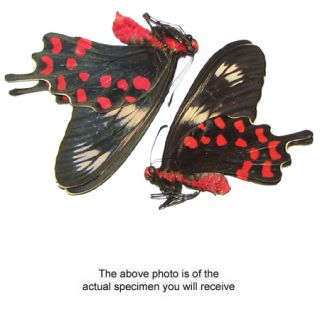 Pachliopta Hector Pair Unmounted Butterfly