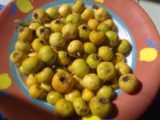 RARE Anatolian Yellow Hawthorn Tree 5 Fresh Seeds