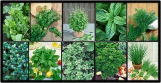 Herb Garden Lot 10 Varieties Over 2 235 Fresh Seeds Non GMO