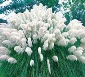 500 Pampas Grass White Seeds