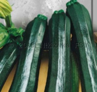 RARE Fresh Russian Heirloom Organic Squash Zucchini Aeronaut Seeds