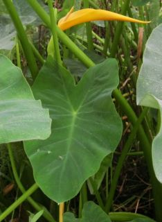 Live Green Taro Plants not Dry Tubers Koi Pond Water Garden