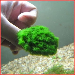 Vesicularia SP Green Blanket Moss Stone Pad Live Plant