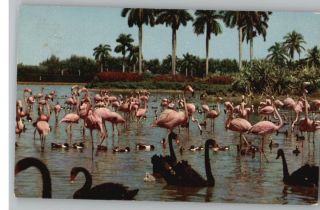 Postcard Hialeah Race Course Birds Miami Florida FL
