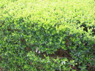 100 Privet Hedge 6 to 8 inch tall plants Low Cost Privacy Fence