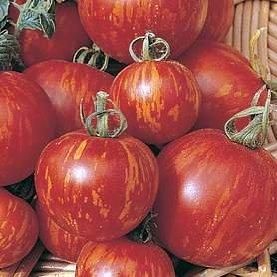 description this tomato a heirloom apricot size red with orange yellow