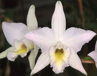 Cattleya Laelia anceps var. Alba Harford BS Orchid species