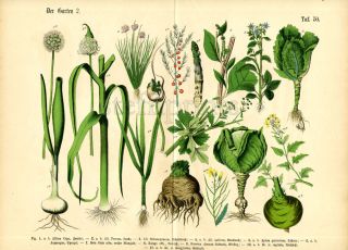 1880 HOFFMANN CHROMOLITHOGRAPH garden vegetables