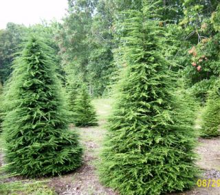 hemlocks are also very popular for bonsai the second picture below is
