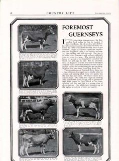 FP 1923 Foremost Dairy Bull Guernsey Breeding Farm NY Ad